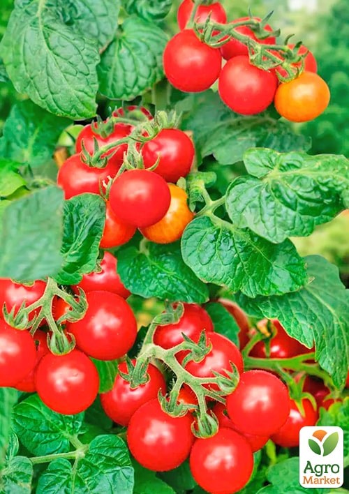 На развес Томат "Чудо гроздь" ТМ "Весна" цена за 1г - фото 2