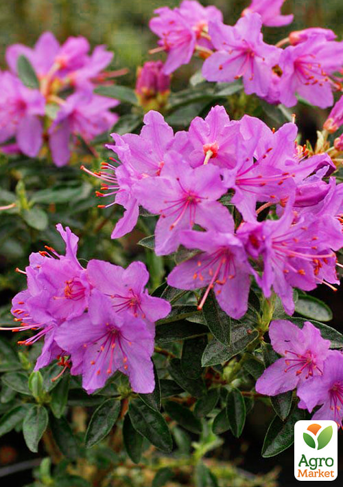 LMTD Рододендрон цветущий 2-х летний "Fimbriatum" (высота 20см) - фото 5