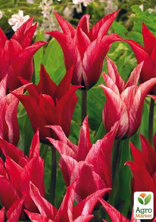 Тюльпан "Lily Chic" (розмір 11/12, великий) 3шт в упаковці