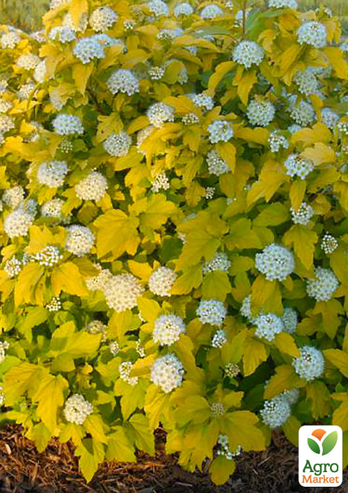 Пузыреплодник калинолистный "Luteus" С2, высота 20-40см - фото 3