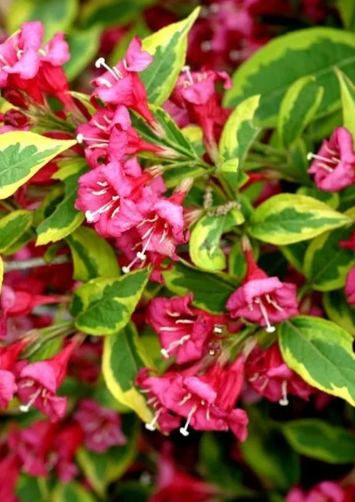 Вейгела "Brigella" (Пестролистная)