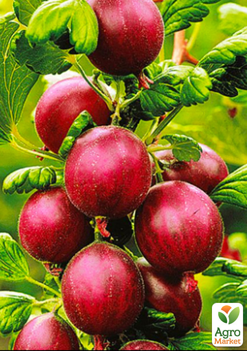 Агрус "Північний Капітан" (середньо-пізній термін дозрівання)