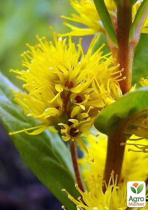 Вербейник кистецветный