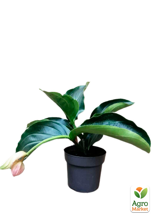 Медінілла «Magnifica» - фото 8