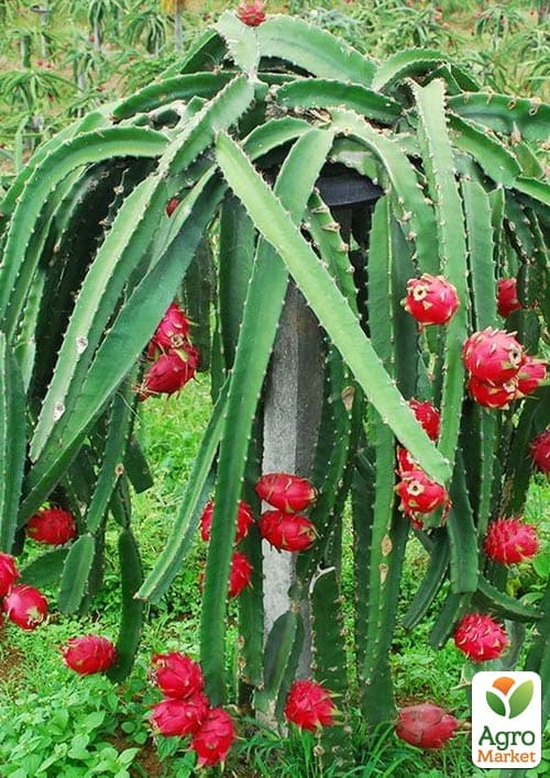 Пітахайя 2х-річна - фото 3