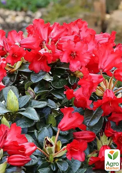 Рододендрон гибридный "Bengal" (Бенгал) - фото 5