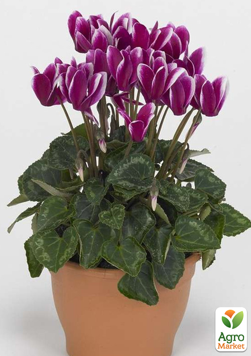 Цикламен персидский "Fuchsia"