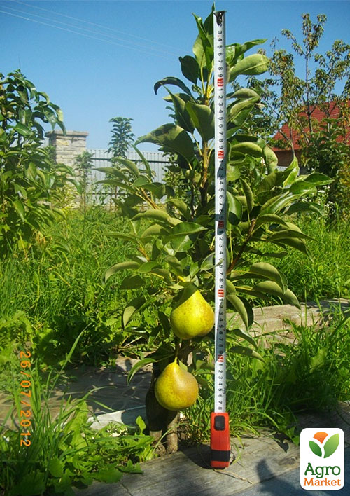 Колоновидная груша Г-322 (летний сорт)