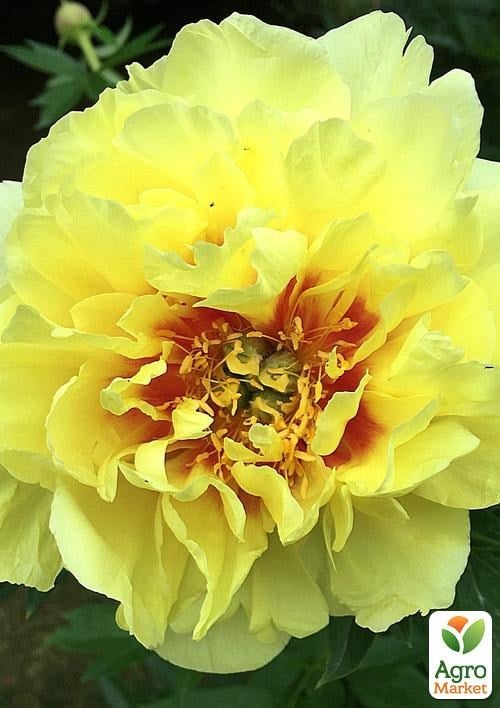 Півонія ІТО "Yellow crown" 1шт в упаковці
