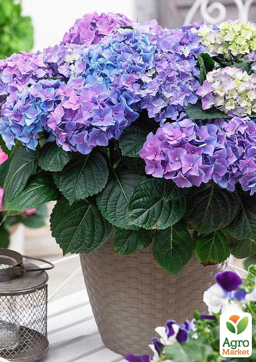 Гортензия крупнолистная 3-х летняя "Early Blue" - фото 7