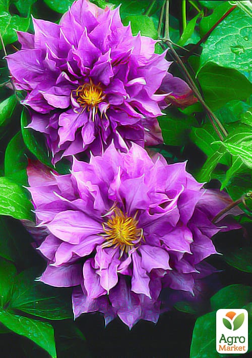 Клематис "Vyvyan Pennell"