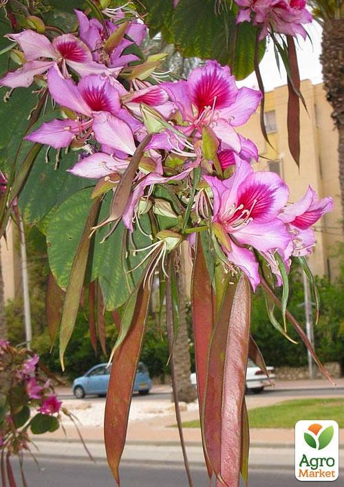 Баухиния "Орхидейное Дерево" - фото 2