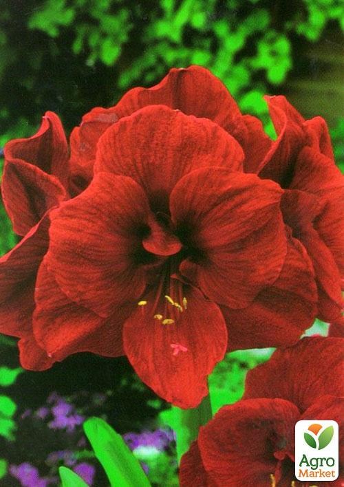 Гіпеаструм простий "Liberty" (Амариліс) 1шт в упаковці