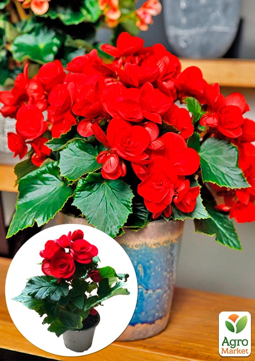 Бегония цветущая "Baladin"