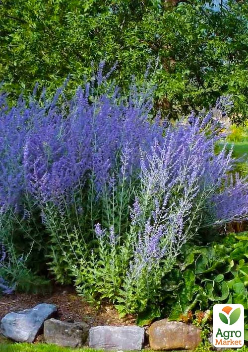 Перовскія "Blue Steel"