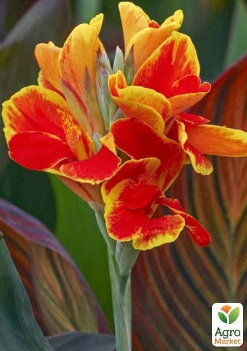 Канна "Rosemond Coles"