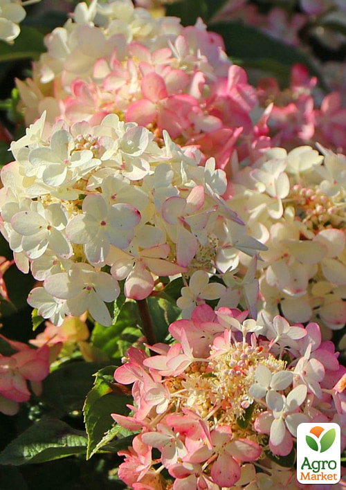 Гортензія 3-х річна волотиста "Petite Star" - фото 3