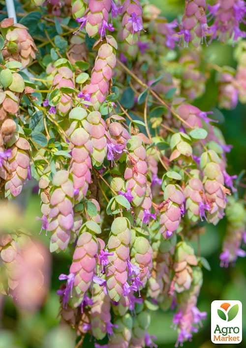 Душица ампельная (орегано) "Amethyst Falls"