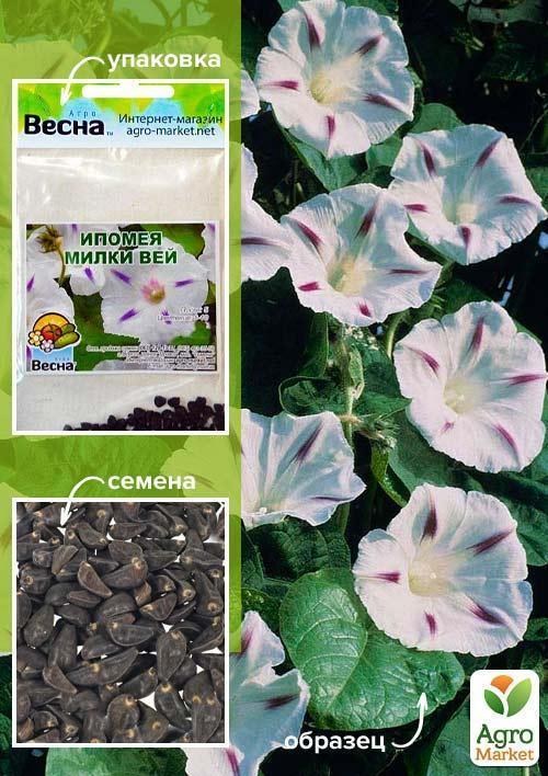 Іпомея "Мілки Вей" (Зипер) ТМ "Весна" 1г