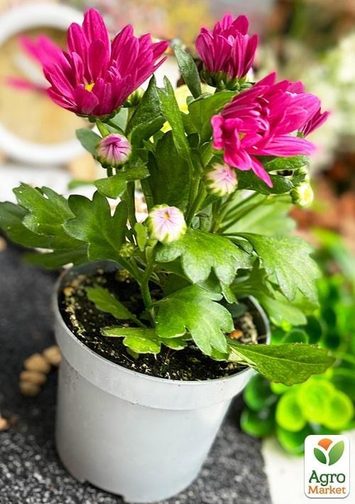 Хризантема "Classic Purple" (Нидерланды) - фото 3