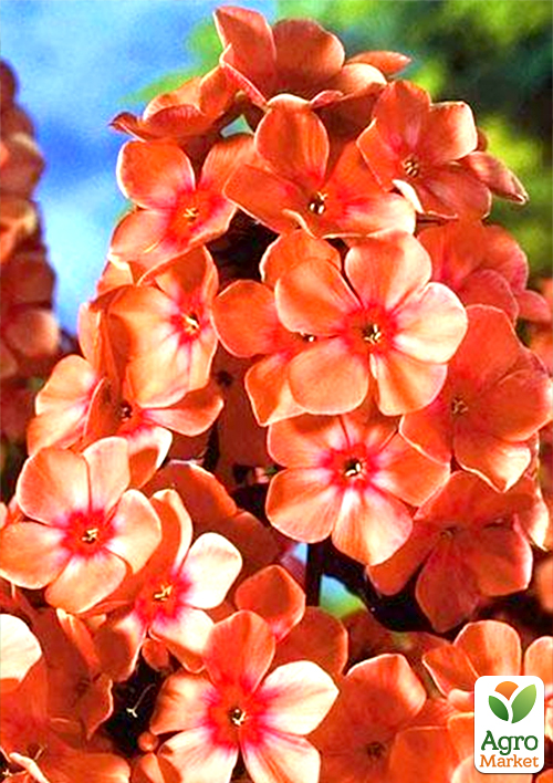 Флокс многолетний "Orange Perfection" 1шт в упаковке