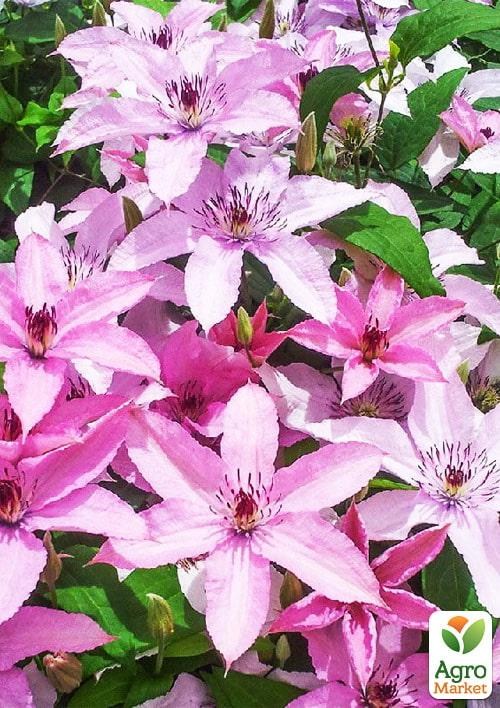 Клематіс 3-х річний «Hagley Hybride» С2