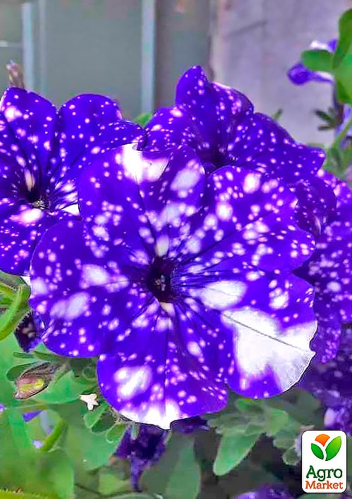 Петуния "Night Sky" (контейнер №10, высота 10-15см)