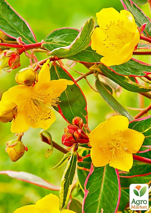 Звіробій Мозера "Tricolor"