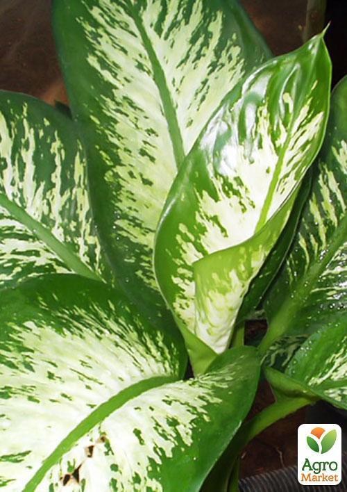 Диффенбахия тропический снег "Dieffenbachia segu. Tropic Snow" дм 19 см выс. 65 см