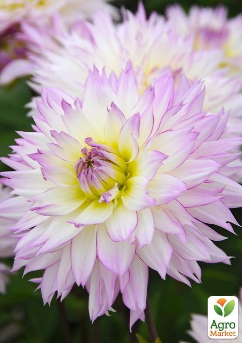 Жоржина "Crazy Love"