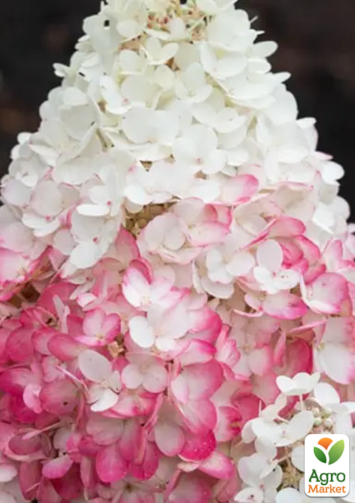 Гортензия 3-х летка метельчатая "Strawberry Blossom" - фото 4