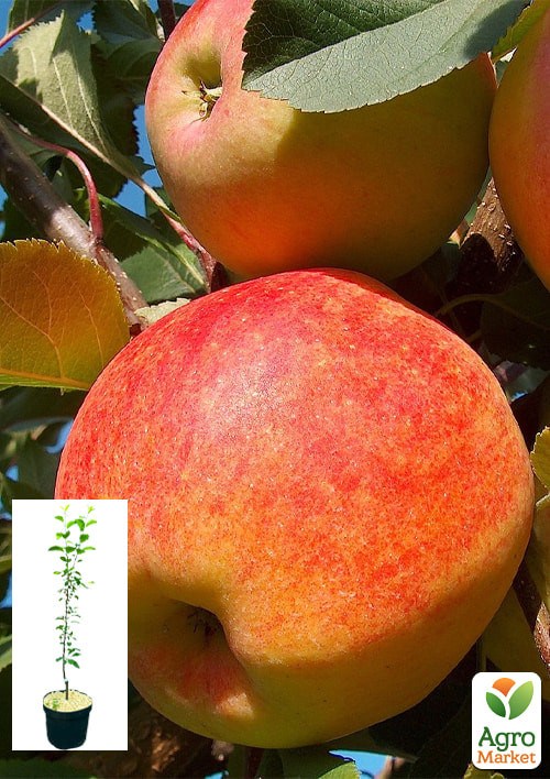 Яблоня "Чемпион" укорененная в контейнере (саженец 2 года)