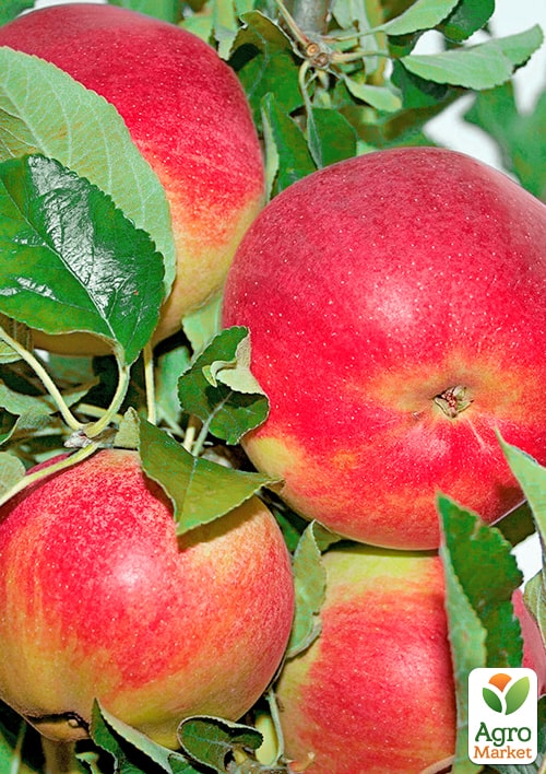 Яблоня "Гарант" (зимний сорт, поздний срок созревания)