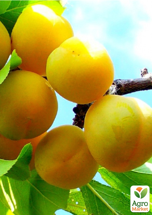 Слива "Памяти Вавилова" (осенний сорт, поздний срок созревания)