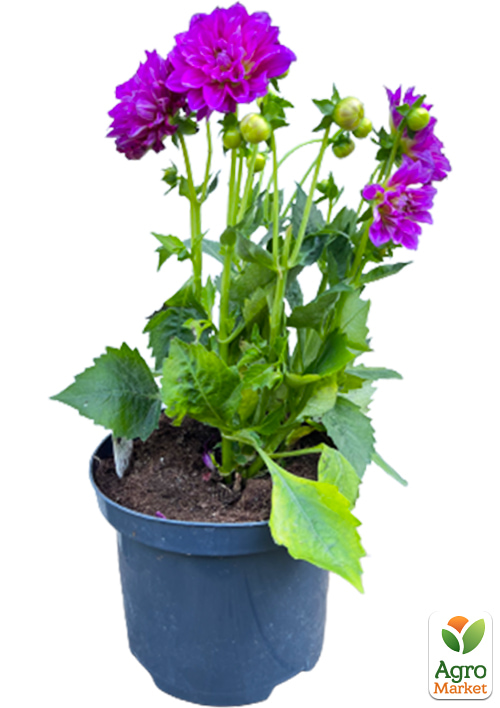 LMTD Георгина низкорослая крупноцветковая "Figaro Gallery Bellini" (цветущая) - фото 6