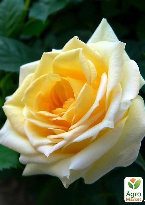 Роза плетистая "Golden Tower"