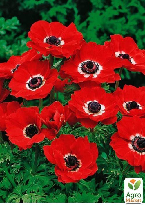 Анемона проста червона "Hollandia" (розмір 5/6, великий) 5шт в упаковці