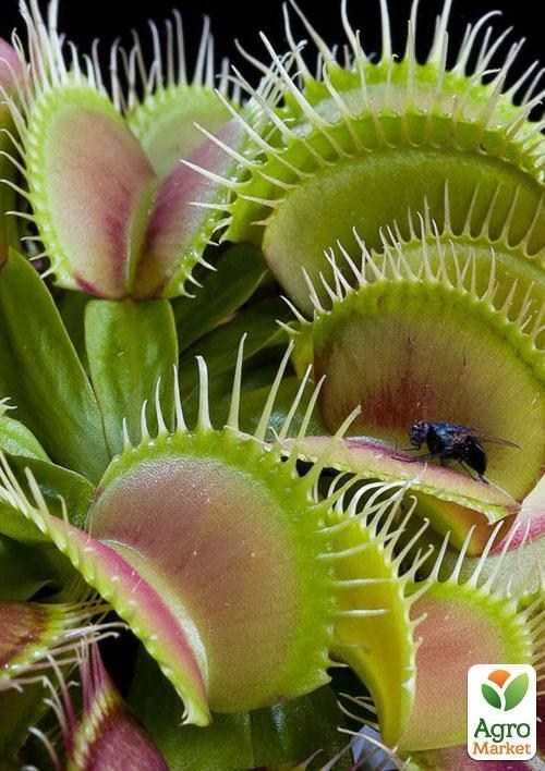 Мухоловка "Хантер" ТМ "Vesna Exclusive" 5шт - фото 3