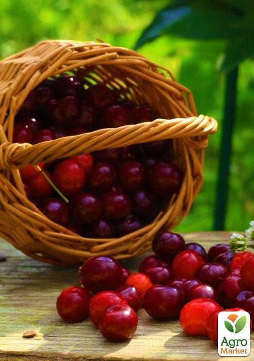 Черешня колоновидная "Сильвия" Эксклюзив - фото 3