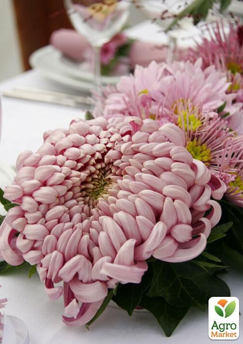 Хризантема  "Salambo Rose" (низкорослая крупноцветковая)