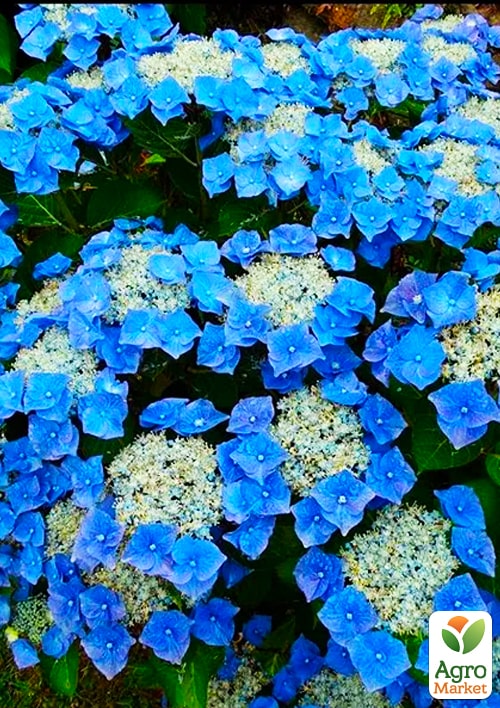 Гортензия "Blauer Teller"