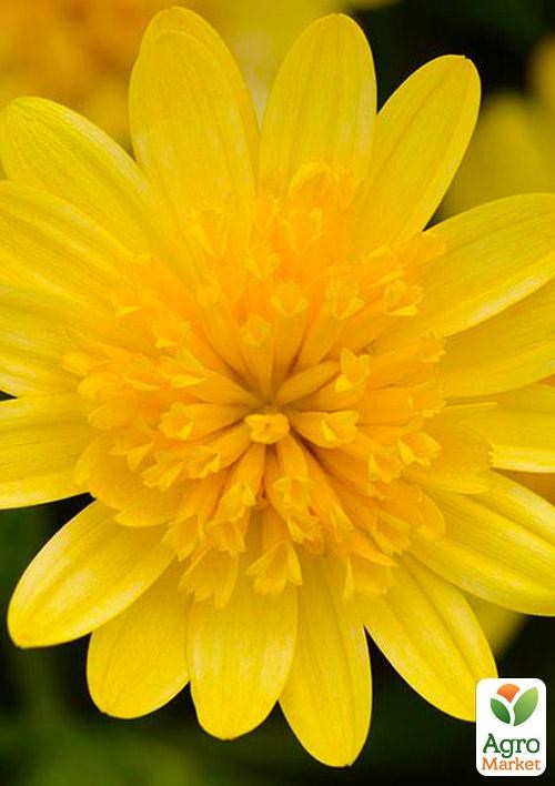 Остеоспермум махровый "Gold Star" (контейнер № 10, высота 10-20 см)