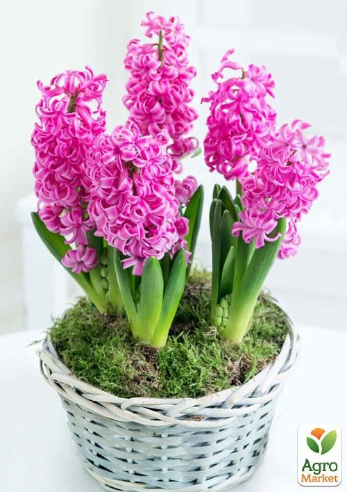 Гиацинт в горшке "Pink Pearl"