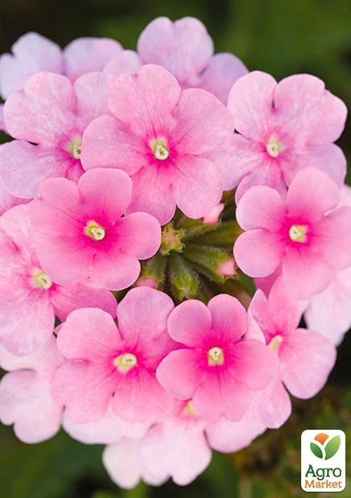 Вербена ампельна "Cascade Pink Shades"