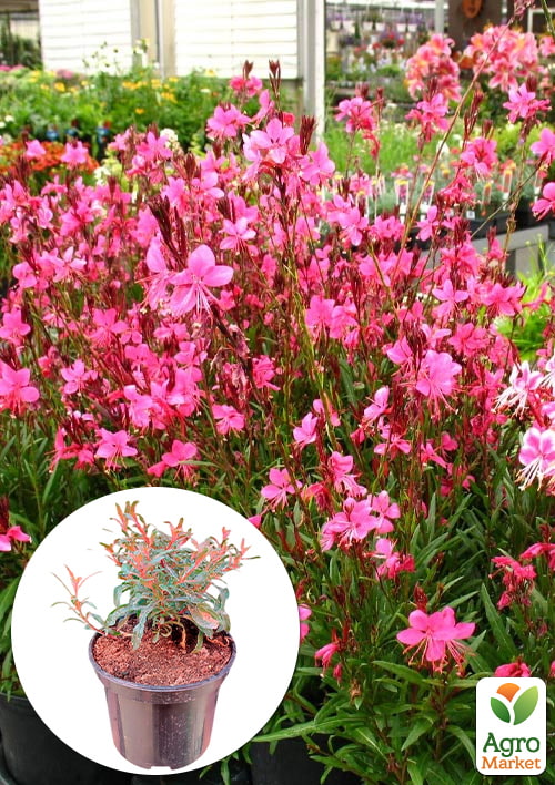 Гаура Baby Butterfly "Dark Pink" (вазон С2, эффектный многолетник)