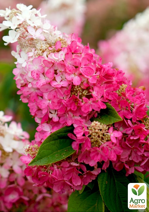 Гортензія волотиста "Pinky Winky" вазон Р9