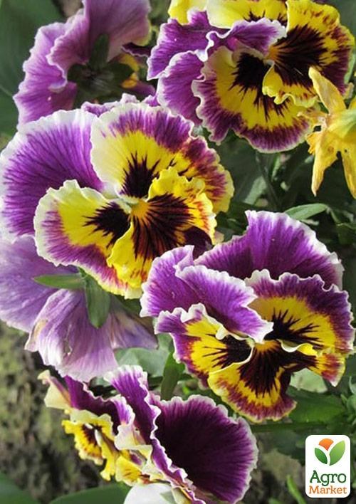 Віола (Viola Wittrokiana) "Terry Lace"