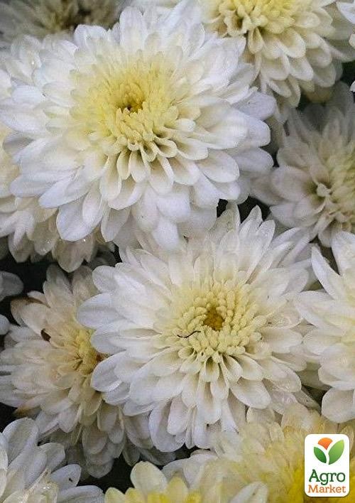 Хризантема Садовая "Belvedere" (горшок ф12 высота 20-30см) - фото 2