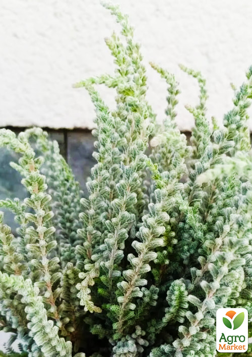 Вереск обыкновенный "Beoley Silver" - фото 7