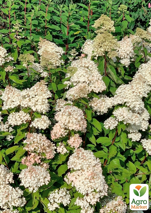 Гортензия 3-х летка метельчатая "Grandiflora" - фото 4